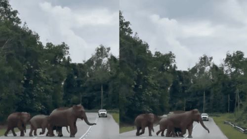 apa nak buat jika kita terserempak dengan gajah ketika di jalan raya