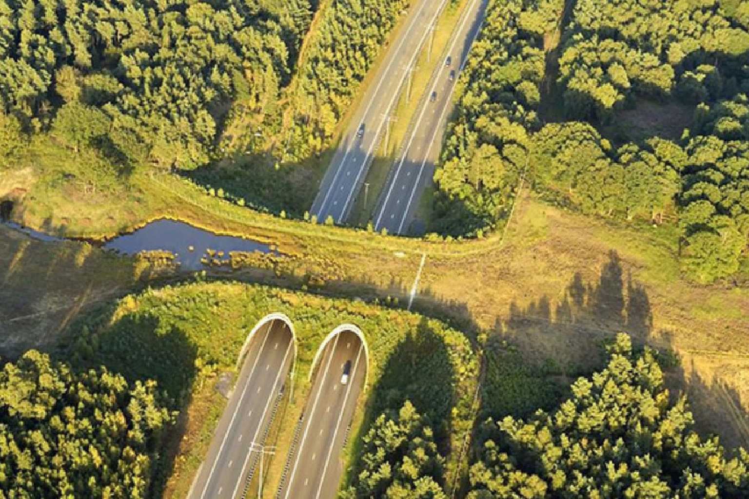6 jambatan kreatif dan unik yang memudahkan perjalanan hidupan liar, malaysia turut tersenarai..