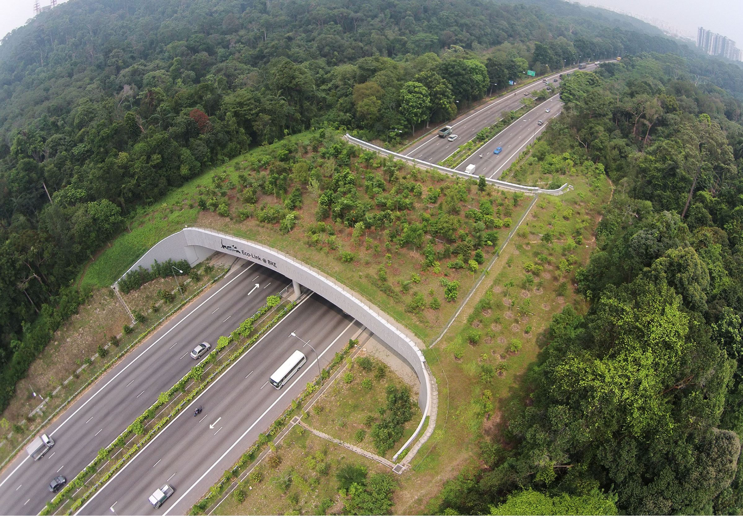 6 jambatan kreatif dan unik yang memudahkan perjalanan hidupan liar, malaysia turut tersenarai..