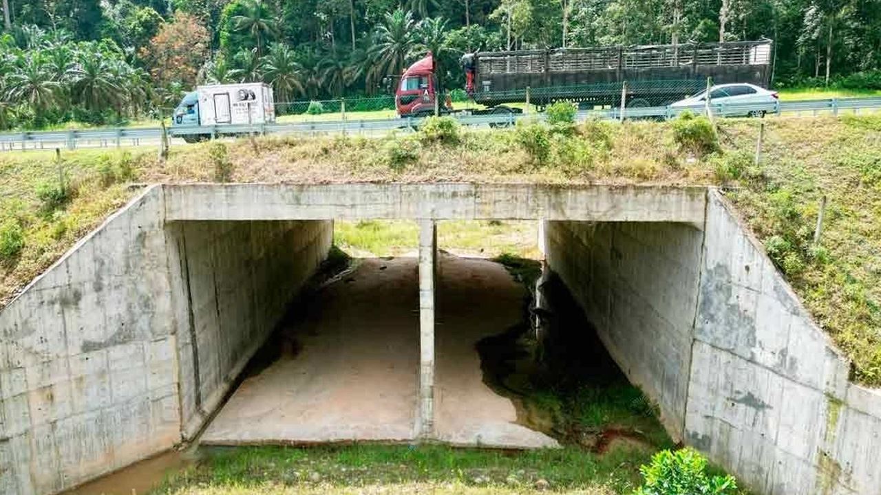 terowong khas hidupan liar kini keperluan wajib dalam reka bentuk jalan raya baharu – kkr