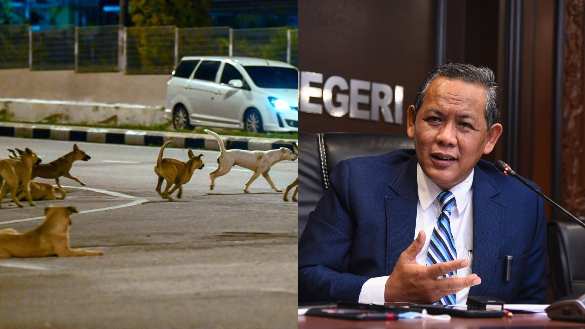 kerajaan negeri sembilan saran pencinta haiwan adopsi anjing liar sebagai alternatif pelupusan – aminuddin harun