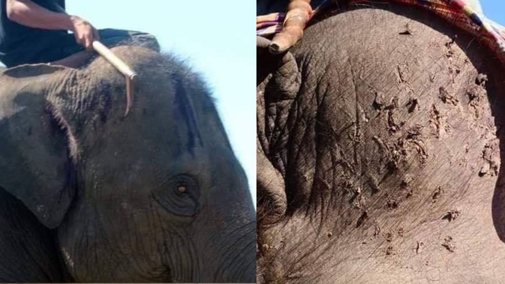 di sebalik keseronokan menunggang gajah: realiti derita dan penderaan haiwan yang ramai tidak tahu