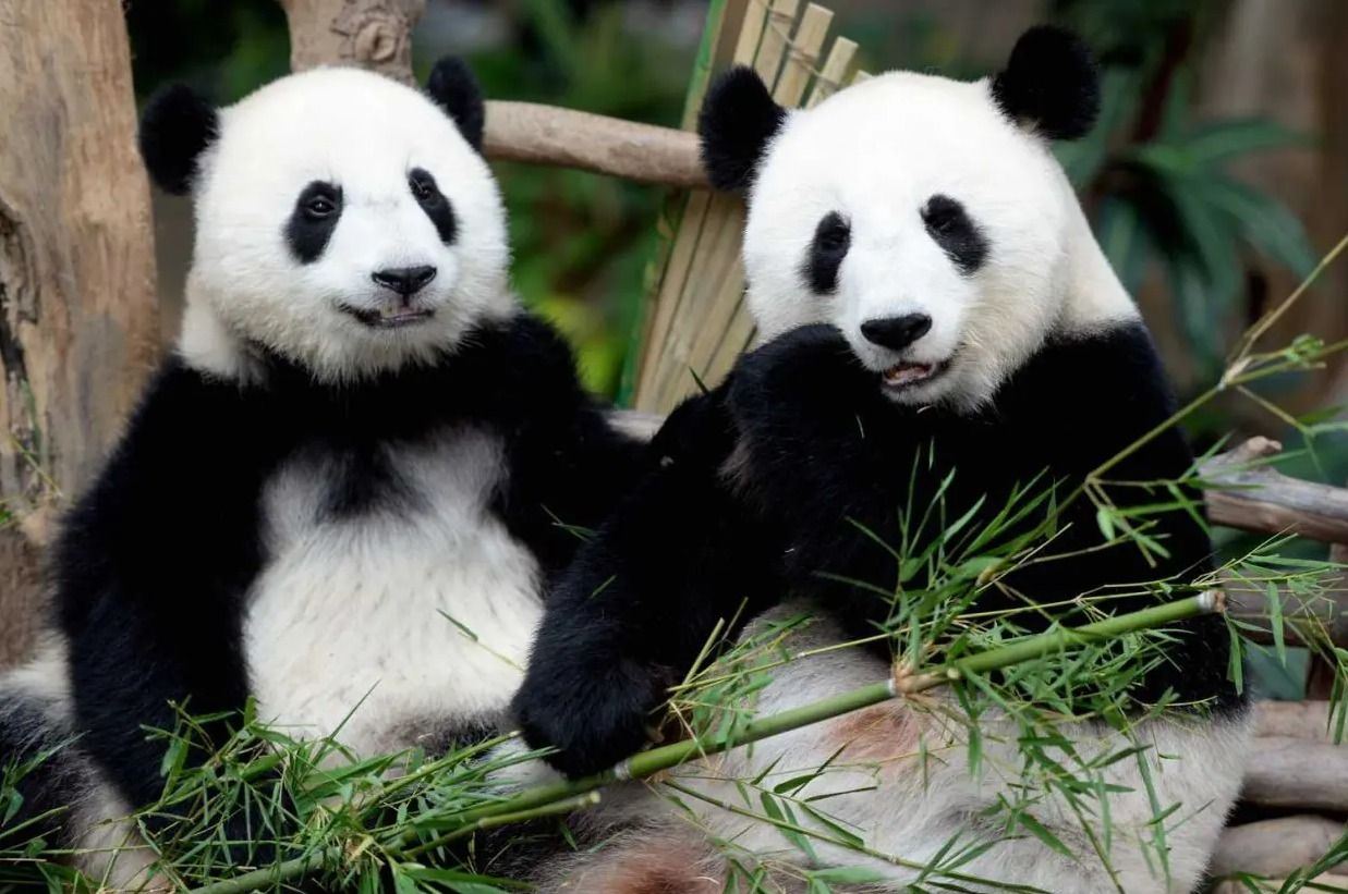 malaysia akan terima pasangan panda baharu dari china selama 10 tahun