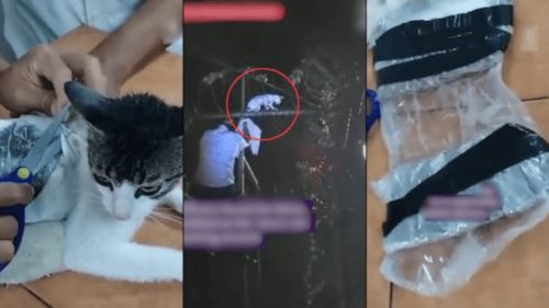 taktik licik seludup dadah ke penjara menggunakan kucing tumpas 
