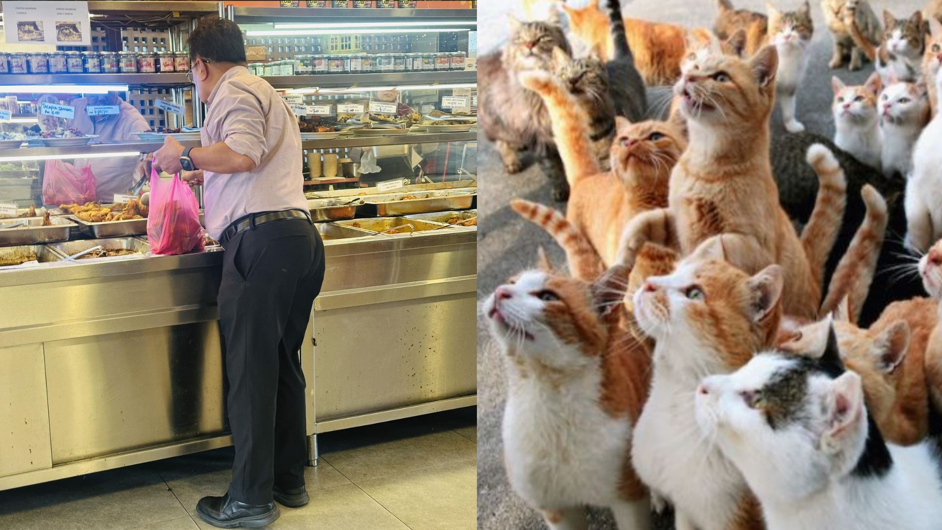 “beli 30 ketul ayam sehari hanya untuk kucing jalanan” – tindakan lelaki ini curi hati ramai