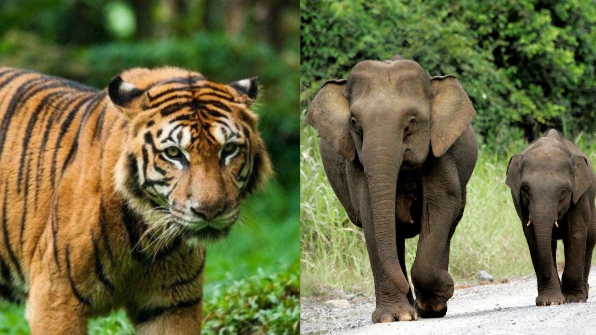 gajah dan harimau ‘bertandang’ ke kawasan penduduk, johor antara negeri paling terjejas