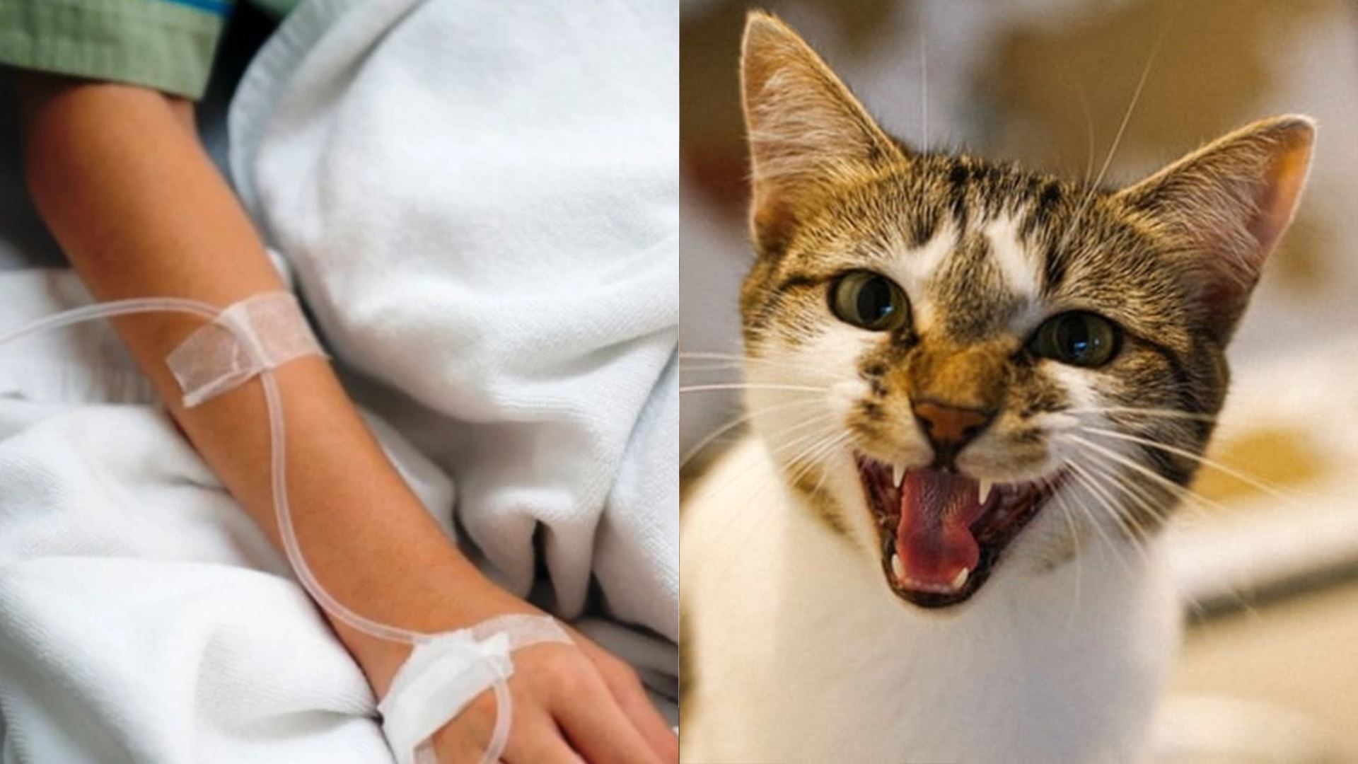 remaja 13 tahun di kuching jadi mangsa rabies pertama 2025 akibat gigitan kucing liar