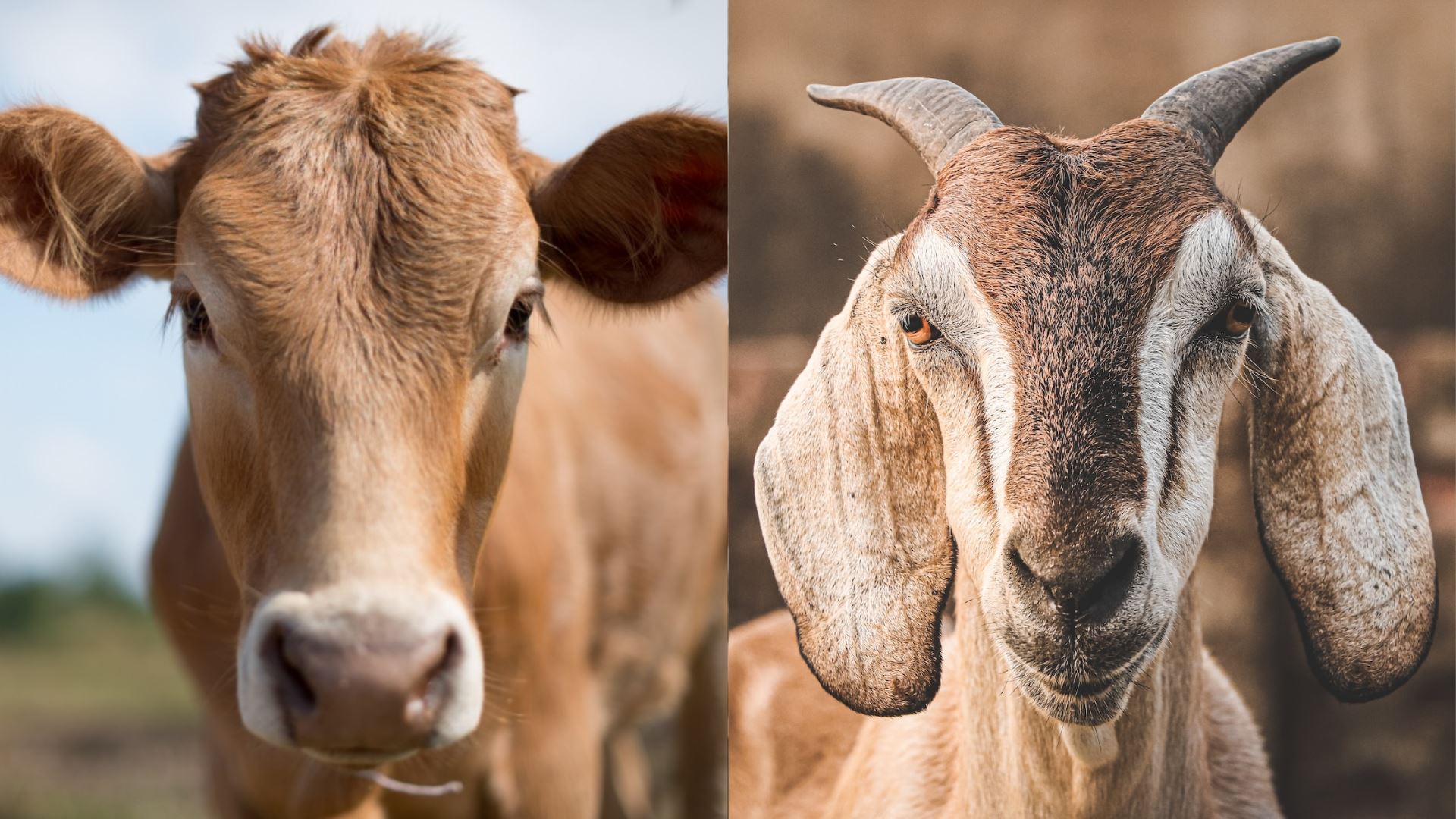 lembu kongsi atau kambing sendiri? mana lagi afdal untuk korban?