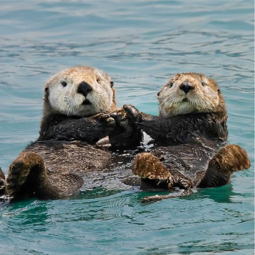  hari memerang sedunia, ini 4 spesis memerang yang dilindungi di malaysia 