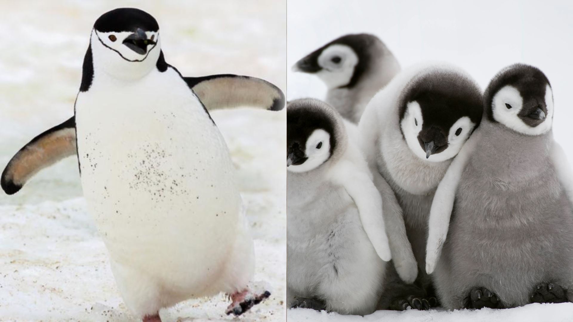 najis penguin berupaya ‘sejukkan’ dunia?