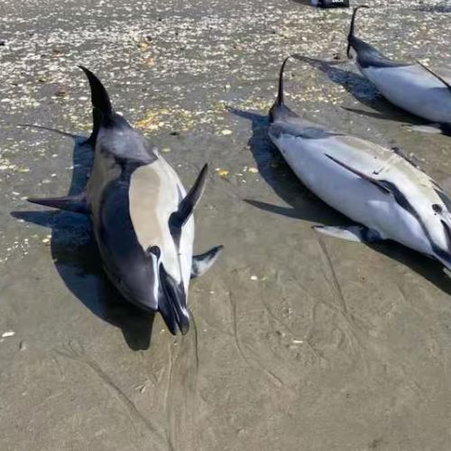 bukan manusia saja, ikan lumba-lumba kini alami alzheimer!