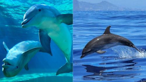 bukan manusia saja, ikan lumba-lumba kini alami alzheimer!