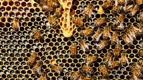 apa jadi bila tikus mati dalam sarang lebah? jawapan ini buat ramai kagum dengan ciptaan allah!