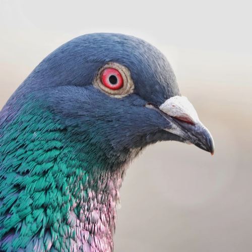 burung merpati: simbol cinta, keberanian dan kecerdasan yang dunia tak hargai lagi