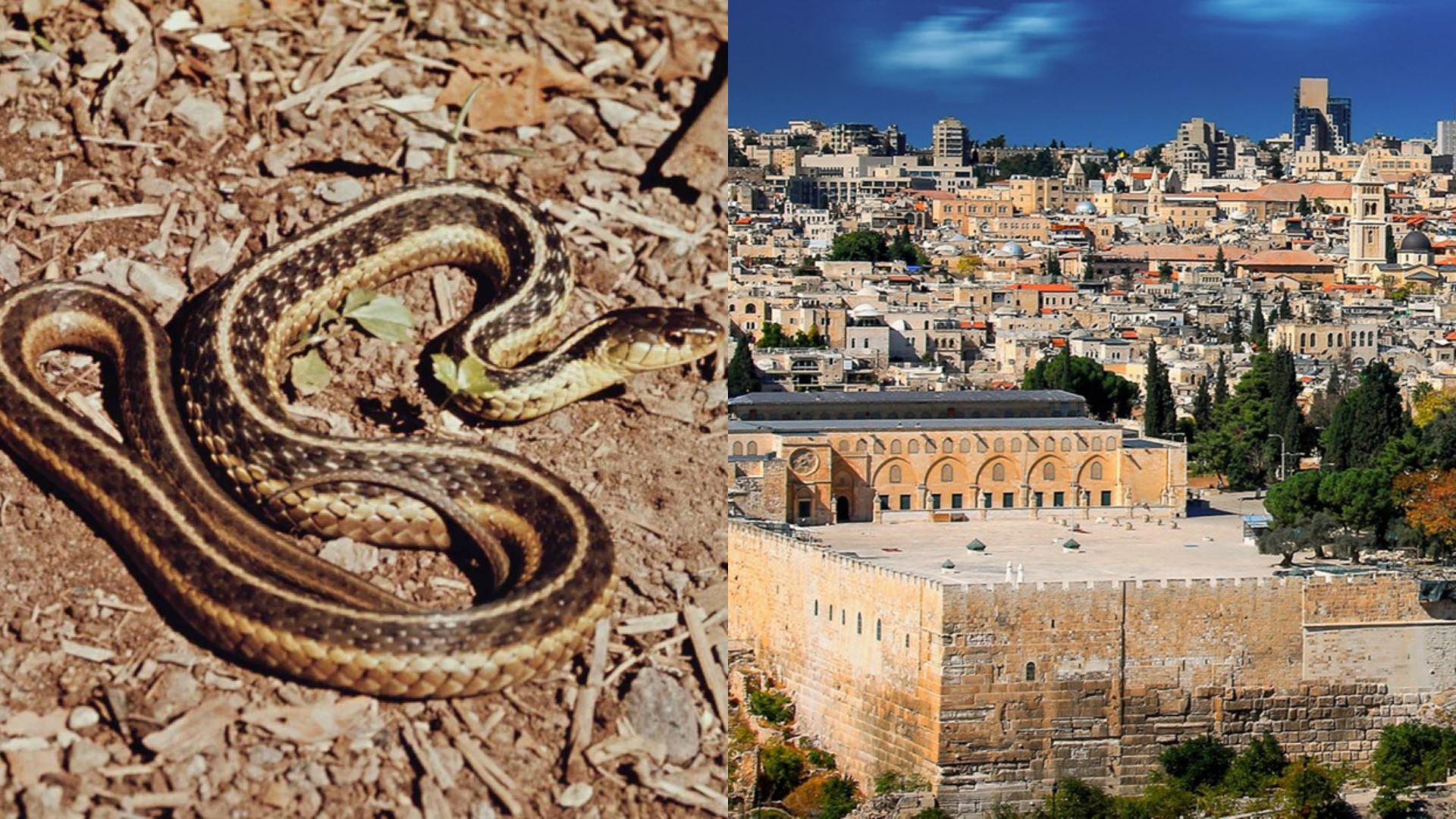 serangan ular cetus panik di israel, penduduk dakwa reptilia keluar dari tanah setiap hari