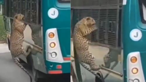 [video] detik cemas di safari: wanita cedera diterkam harimau kumbang, operasi dihentikan serta-merta