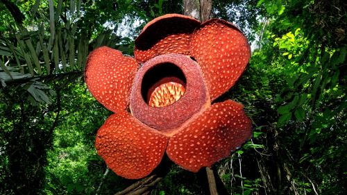 nampak macam makhluk asing, rupanya ini salah satu tumbuhan paling pelik atas bumi!