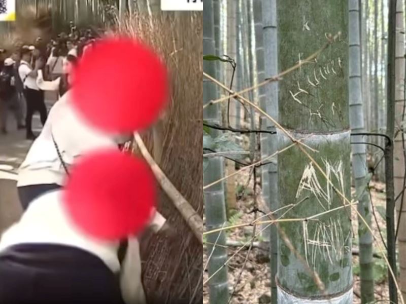 malaysians caught scratching bamboo in kyoto and netizens are not impressed