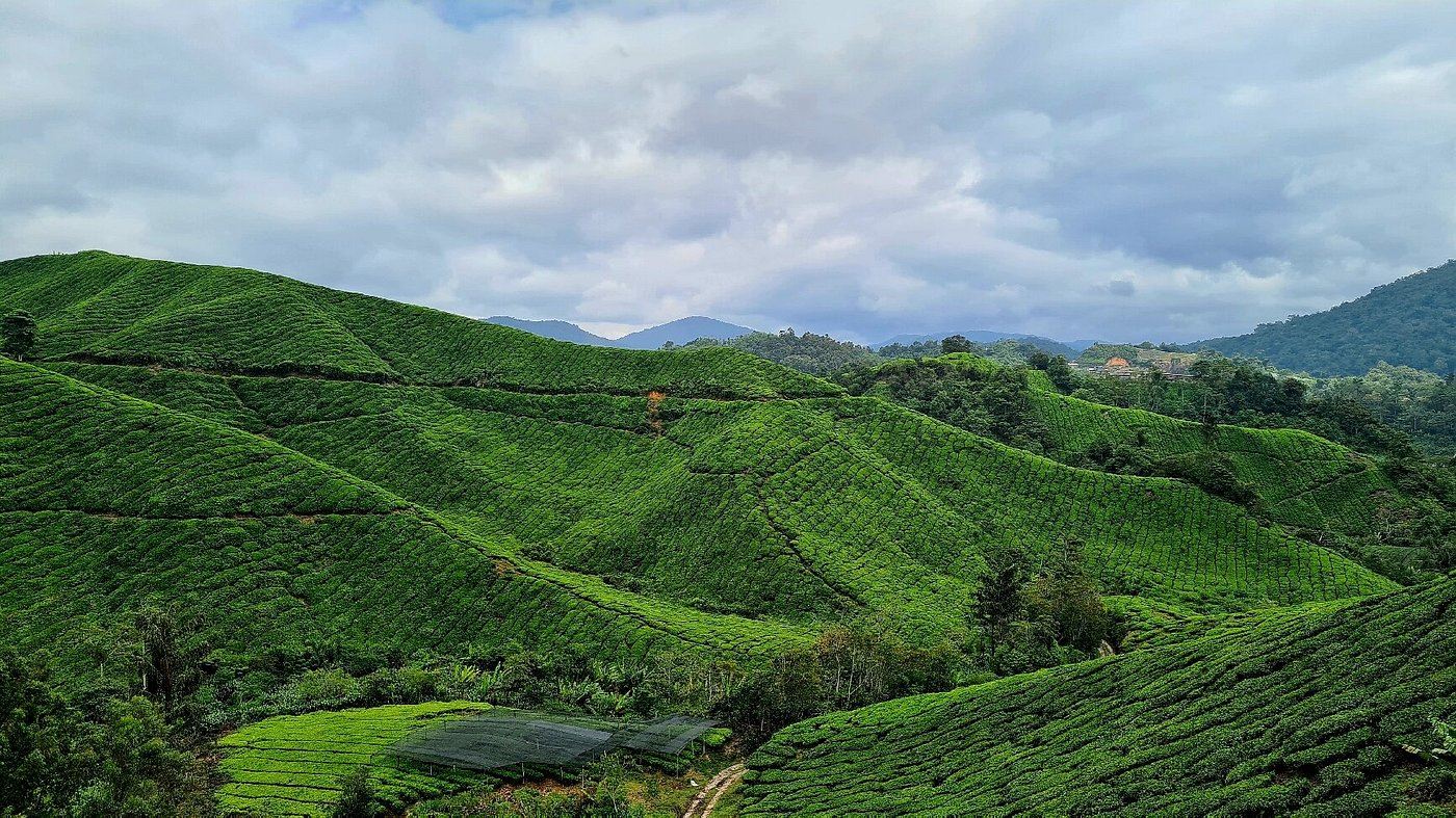 cameron highlands named asia’s no. 1 rural getaway, beating destinations in japan and thailand