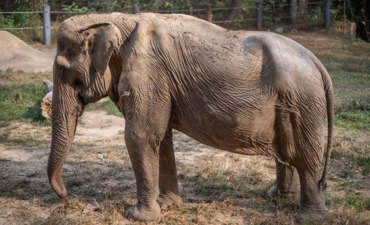 mengapa gajah tidak sesuai untuk aktiviti tunggangan pelancong