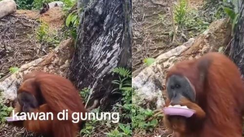 [video] sisa manusia jadi santapan, krisis habitat orangutan aceh memuncak