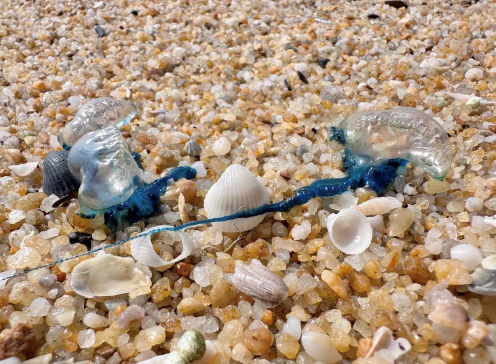 after jellyfish incident, malaysian authorities share safety tips, “don’t pee on it!”