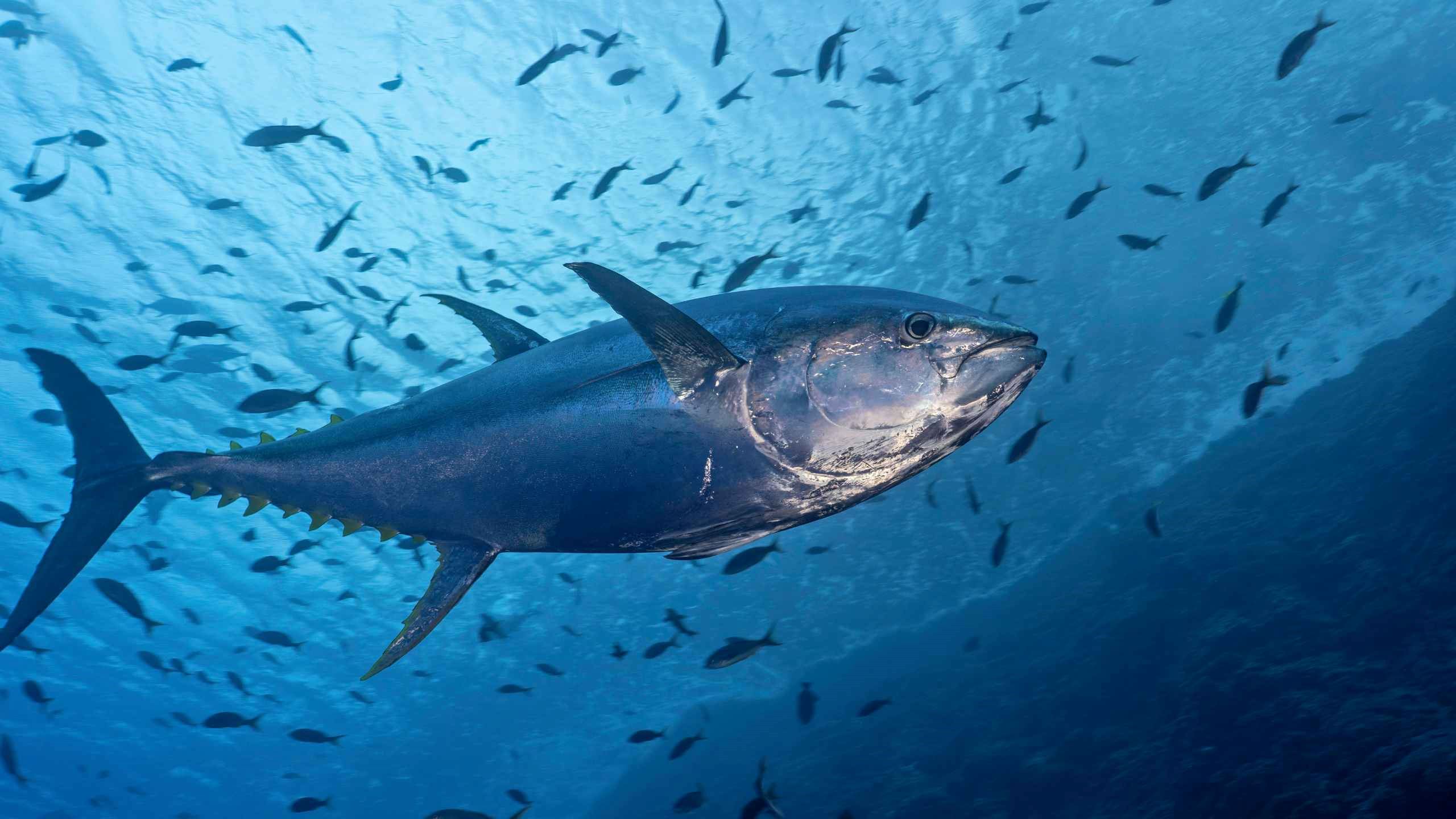 tuna antara spesies ikan yang perlu berenang tanpa henti untuk terus hidup