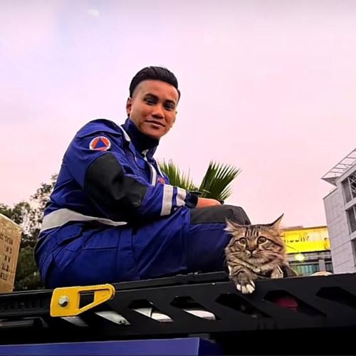 pemergian shimba, kucing viral hari merdeka undang rasa pilu netizen