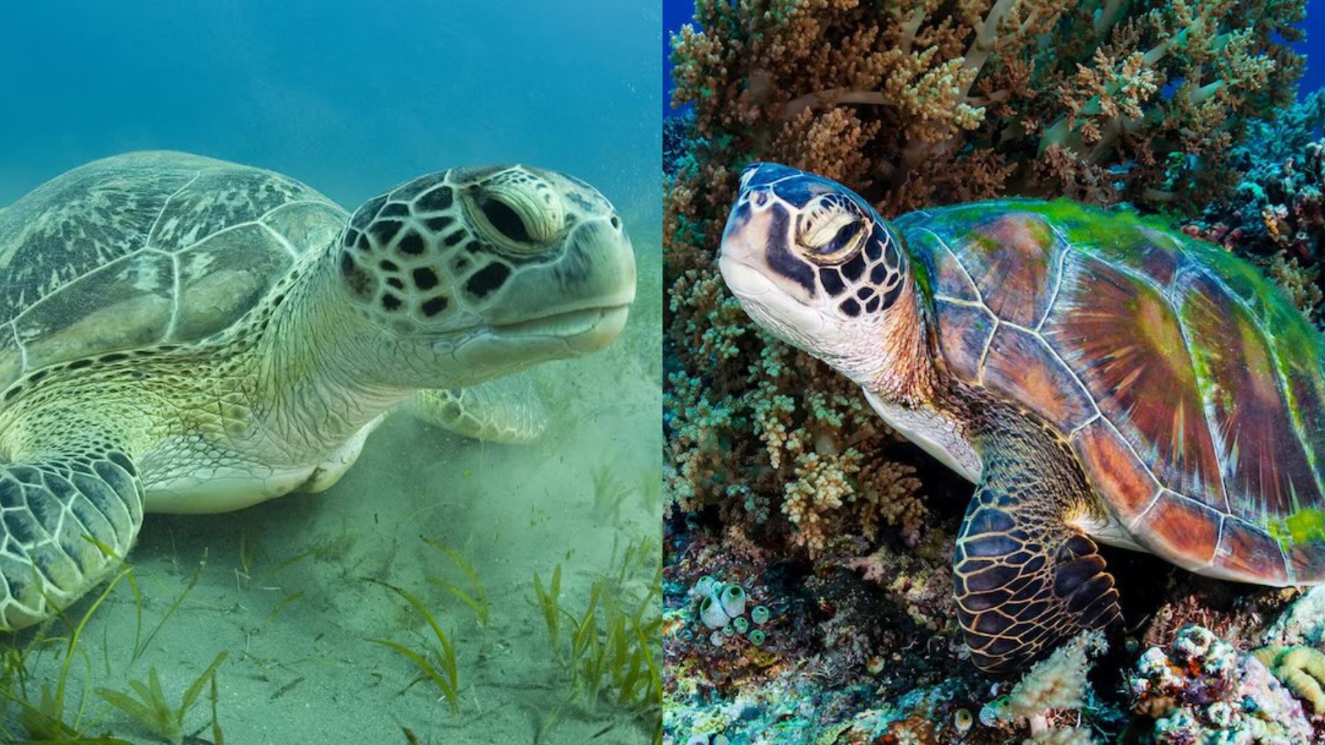 belum ‘selamat sepenuhnya’ tapi populasi penyu hijau dunia semakin pulih