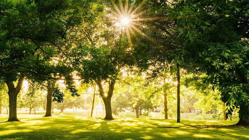 madinah lancar inisiatif bandar hijau, sasar tanam 2.1 juta pokok