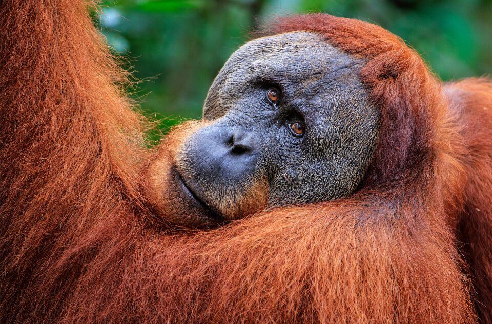 orangutan lebih hebat dari manusia dalam cegah obesiti