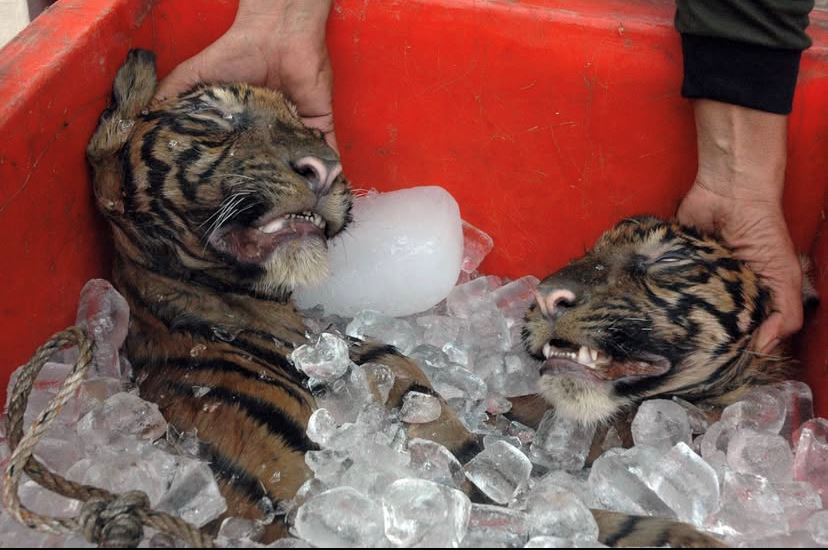 harimau direbus untuk dijadikan ‘gam tulang’? industri gelap ubat tradisional bawa spesies ini ke ambang kepupusan