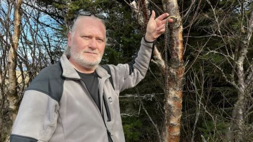 buat pertama kali dalam sejarah, nyamuk mendarat di iceland!