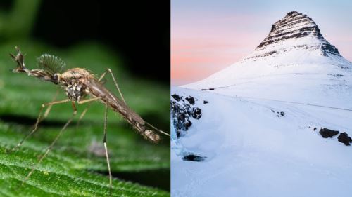 buat pertama kali dalam sejarah, nyamuk mendarat di iceland!