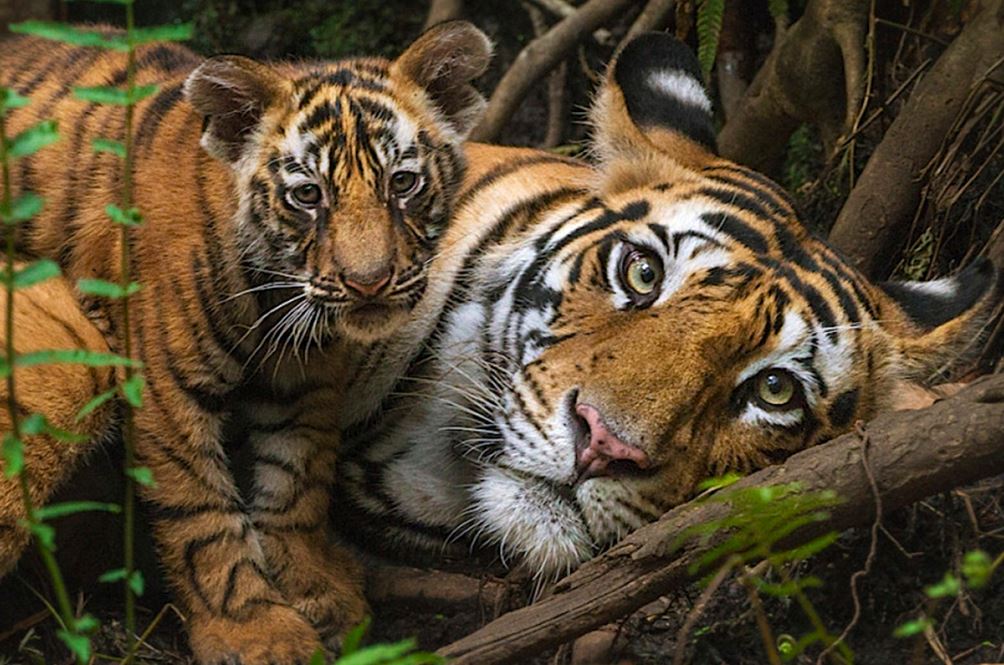 harimau malaya di ambang pupus, kurang 150 ekor masih hidup di hutan malaysia