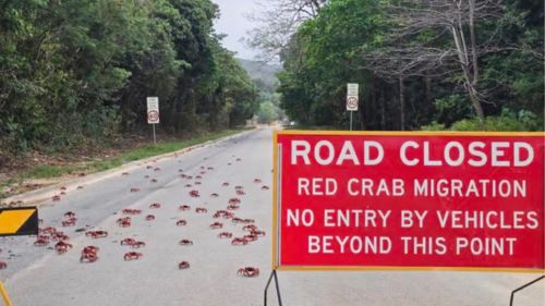 [video] lautan bertukar merah! 100 juta ketam merah ‘menyerbu’ pulau christmas dalam migrasi tahunan paling epik dunia