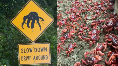 [video] lautan bertukar merah! 100 juta ketam merah ‘menyerbu’ pulau christmas dalam migrasi tahunan paling epik dunia