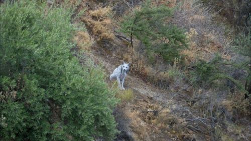 [video] mitos jadi nyata, lynx putih muncul dari hutan sepanyol!