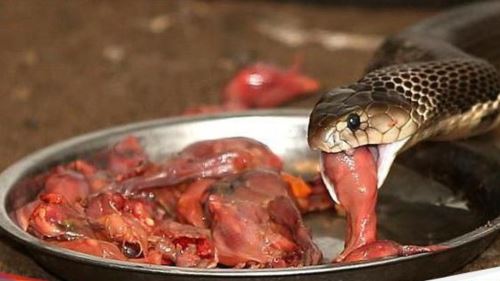 akibat telan hempedu ular mentah, cacing pita babi bersarang dalam otak!