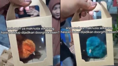 [video] comel tetapi salah: jadikan haiwan sebagai ‘door gift’ satu kesalahan undang-undang