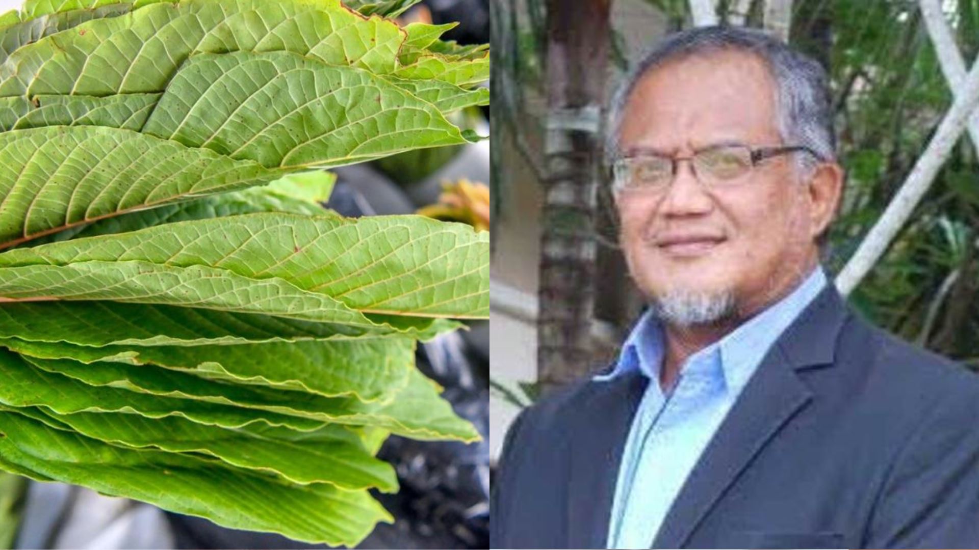 “tiada penggunaan ketum yang selamat, elak jadi penagih…” - aadk