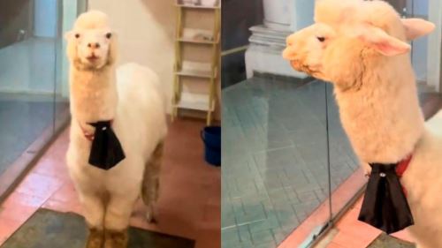 restoran mi segera jadi mini zoo, pelanggan tidak tahan bau najis haiwan