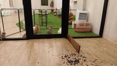 restoran mi segera jadi mini zoo, pelanggan tidak tahan bau najis haiwan