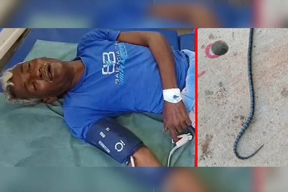 lelaki gigit kepala ular tedung sehingga mati selepas dipatuk