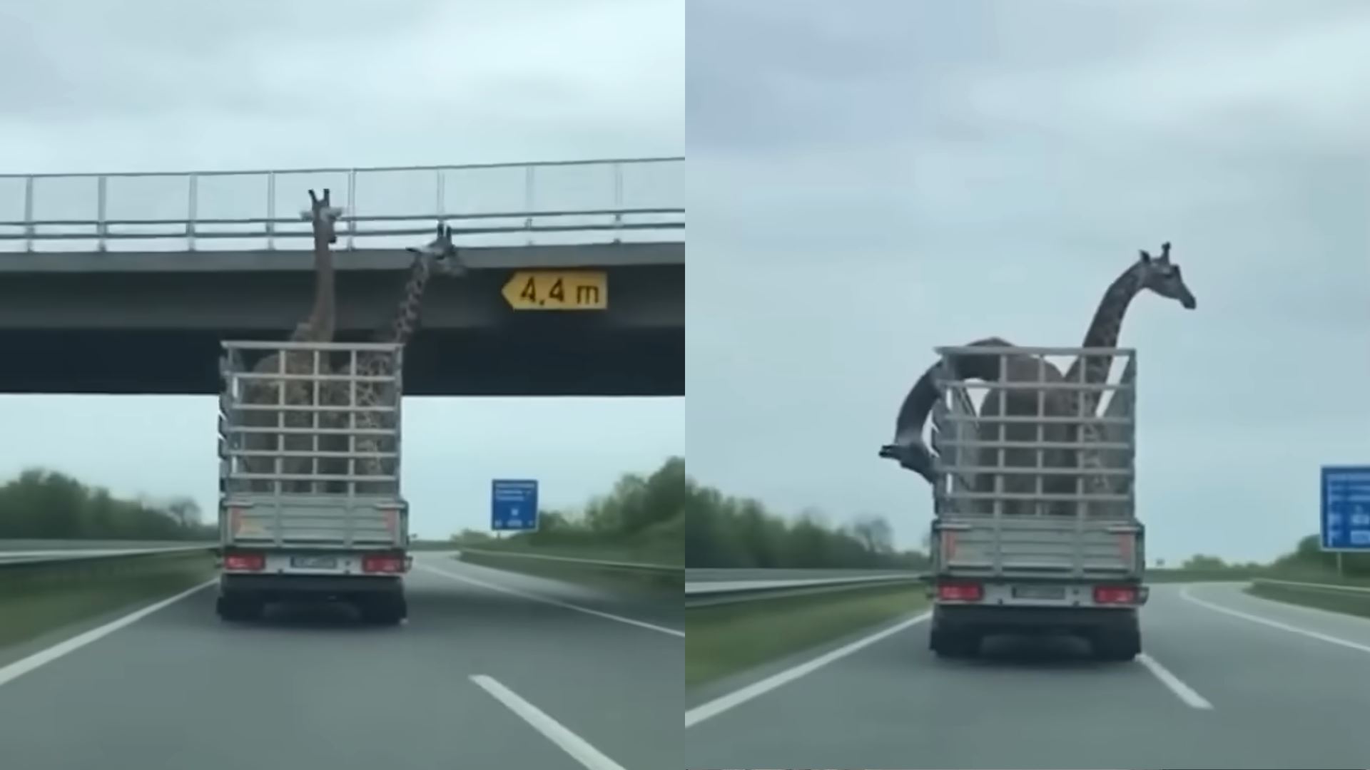 video tular ai zirafah terhantuk jejantas rupanya inspirasi dari kisah benar