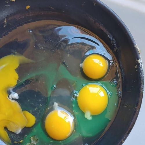 jangan makan! telur berkilat dalam kuali petanda pseudomonas sedang ‘berpesta’