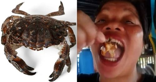 demi view, nyawa melayang! vlogger maut lepas makan ‘devil crab’ beracun