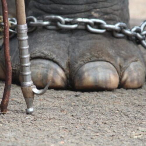 indonesia negara pertama asia haramkan tunggangan & pertunjukan kejam melibatkan gajah mulai 2026!