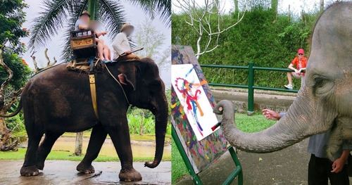 indonesia negara pertama asia haramkan tunggangan & pertunjukan kejam melibatkan gajah mulai 2026!