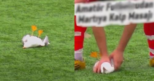 insiden tak masuk akal! cpr atas padang untuk seekor burung? ini yang berlaku…